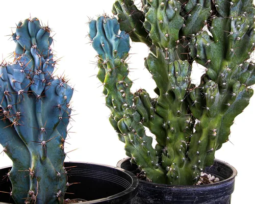 Vista 3 de Cactus Outlet - Curiosity - Plantas de cactus vivas, plantas vivas para uso en interiores y exteriores, cactus vivos, 12 a 18 pulgadas, cactus vivos