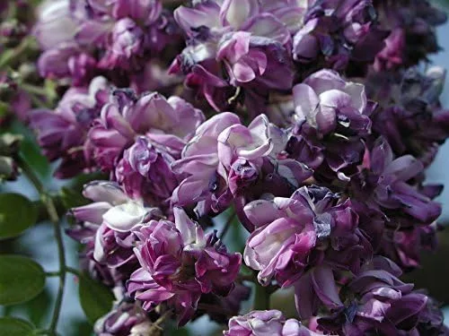 Vista 4 de Black Dragon Wisteria Vine - Vid fragante de doble floración 2 años
