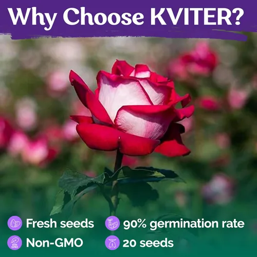 Vista 5 de KVITER 20 Amor en Rosal, Semillas de Rosas Rojas y Blancas para Plantación – Semillas Raras de Flores Perennes – Ideal para Jardín de Flores