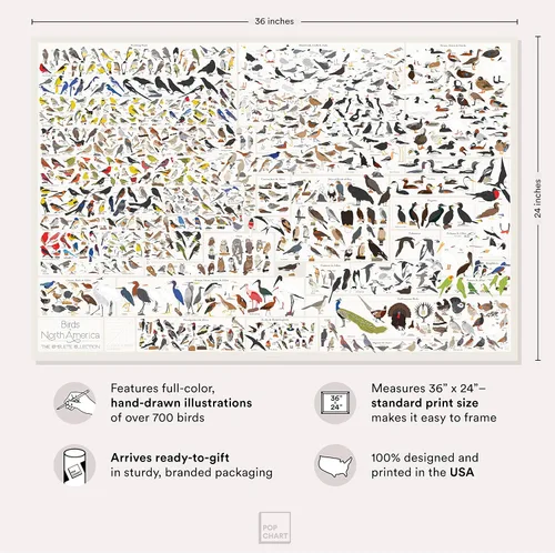 Vista 2 de Pop Chart Birds of North America Póster de formato grande de 36 x 24 pulgadas Todas las especies de aves en América del Norte ilustradas