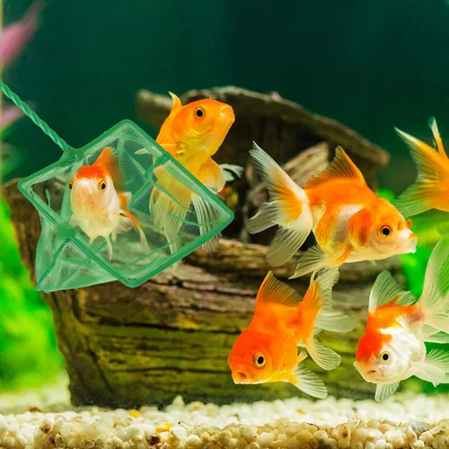 Vista 6 de 3 redes de pesca de acuario de malla fina, redes de captura rápida, redes de pesca de nailon con mango largo de plástico para pecera, verde, 3