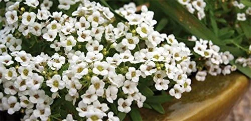 Vista 3 de ~ Alyssum, Alfombra de semillas de flores de nieve (1 libra) Lobularia maritima sin OMG