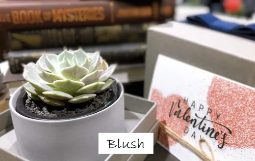 Vista 3 de Caja de regalo suculenta (Blush - Gris Pot&Box)