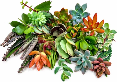 Vista 5 de 10 mini esquejes suculentos vivos surtidos, plantas iniciales únicas de enraizamiento