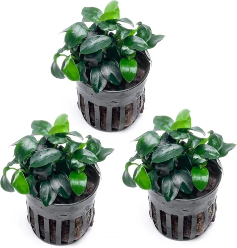 Vista 9 de SubstrateSource Plantas vivas – Anubias Hastifolia (Anubias hastifolia) – Luz baja a moderada, hojas en forma de flecha de color verde medio a