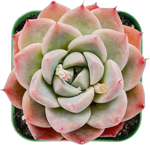 Vista 2 de 1 Live Echeveria Alba Beauty Planta suculenta totalmente enraizada en maceta de 2 pulgadas