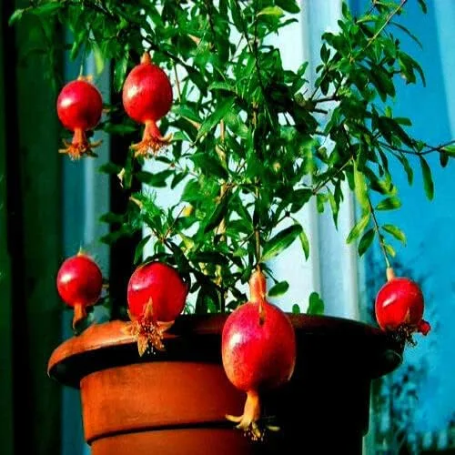 Vista 3 de 20 semillas de granada enana Punica Granatum Nana Garden Fruit House Plant