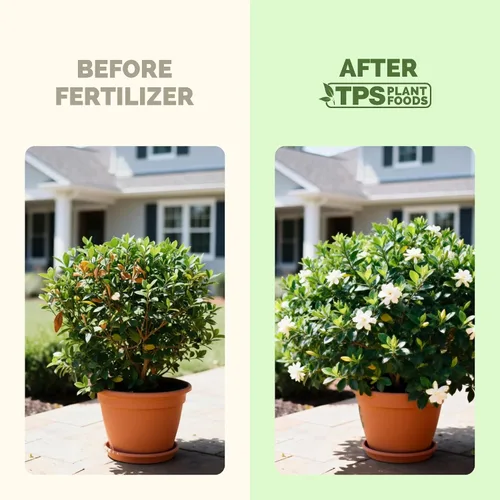 Vista 3 de Fertilizante Gardenia: alimento líquido para plantas para más flores, hojas verdes ricas y desarrollo de raíces más fuerte, 8 onzas