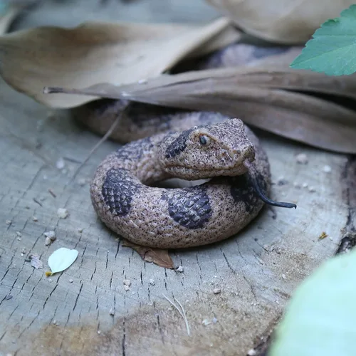 Vista 3 de SIENON Paquete de 2 juguetes realistas de serpientes falsas, figura de serpiente de goma suave para jardín, ahuyenta pájaros y ardillas, figuras
