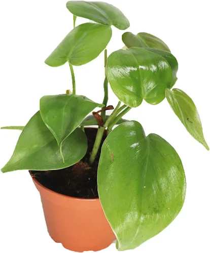 Vista 3 de Philodendron Neon Cordatum - 2" de California Tropicals