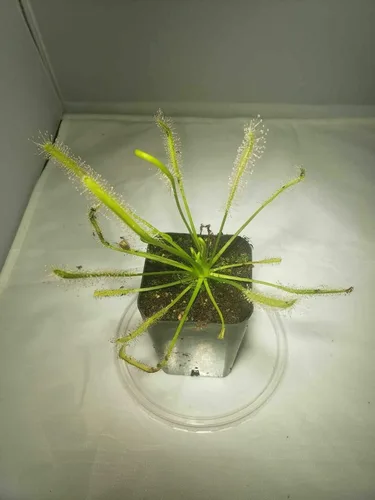 Vista 2 de Planta Carnívora Tropical Viva Drosera Capensis Alba Flor Blanca (x1) - Rizoma De Raíz Desnuda