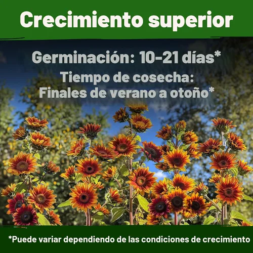 Vista 5 de HOME GROWN Autumn Beauty Semillas de girasol, 40 semillas, Helianthus