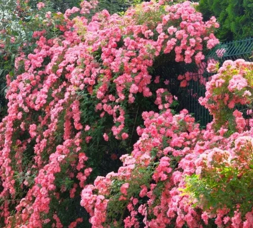 Vista 2 de Más de 100 semillas de rosa rosa trepadoras para plantar al aire libre, planta con flores perennes para enrejados, cenadores, bordes de jardín
