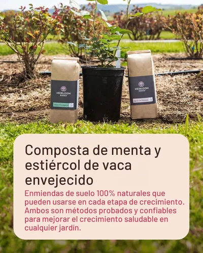 Vista 2 de Paquete de abono de menta y estiércol de vaca añejada por Heirloom Roses