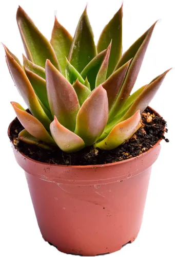 Vista 5 de Planta suculenta Echeveria viva - Suculenta Echeveria de 4 pulgadas con raíces completas (Echeveria Benitsukasa)