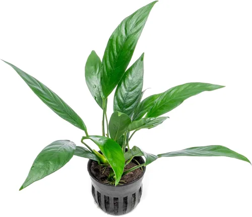Vista 24 de SubstrateSource Plantas vivas – Anubias Hastifolia (Anubias hastifolia) – Luz baja a moderada, hojas en forma de flecha de color verde medio a