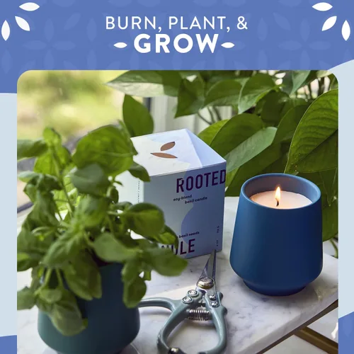 Vista 9 de Modern Sprout Maceta de vela de soja, crece albahaca, aroma a albahaca