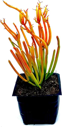 Vista 2 de Euphorbia Tirucalli - Plantas suculentas vivas de 4 pulgadas en maceta totalmente enraizadas, palos de fuego, fáciles de cultivar