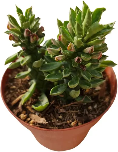 Vista 8 de Cactus vivo y plantas suculentas (maceta de 2 pulgadas Crassula Pubescens)
