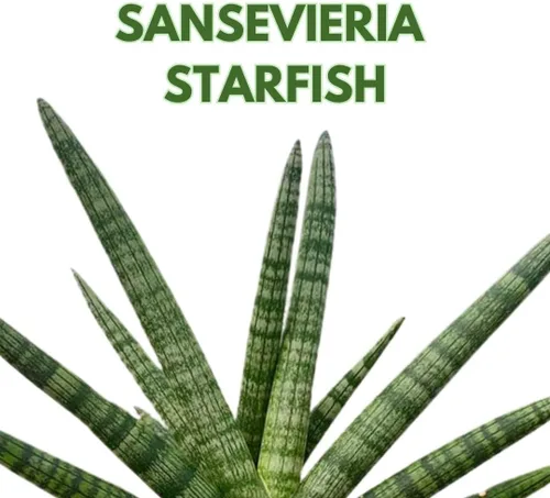 Vista 2 de BubbleBlooms Sansevieria Estrella de mar Boncel Cylindrica 2 pulgadas