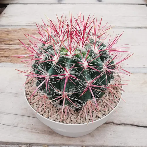 Vista 3 de UPC0764425787808 - Semillas de cactus rojo gigante (ferocactus pilosus) de Robsrareandgiantseeds UPC0764425787808 sin OMG, orgánico, cultivador