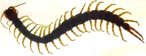 Vista 27 de 44mm Hormiga gigante tropical real en resina de lucita transparente cristalina, espécimen preservado Pseudoneoponera Rufipes, taxidermia