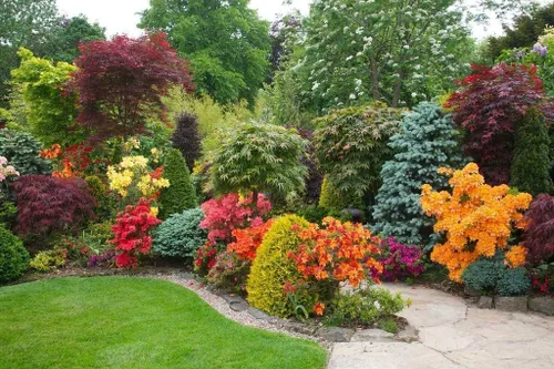 Vista 2 de Azalea Vivid 30 plantas vivas Arbustos florecientes de rododendro con flores rojas