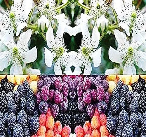Vista 11 de MySeeds.Co - Paquete grande de semillas de supervivencia con flores de supervivencia, exóticas raras sin OMG y variedad reliquia, cantidad limitada