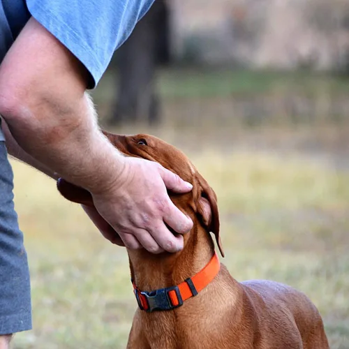 Vista 2 de Collar de Perro Naranja Básico Ajustable Collares de Perro con Collar de Mascota de Nailon Transpirable de Liberación Rápida para Cachorro Perros