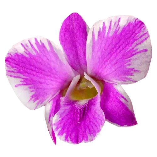 Vista 8 de Miami Fresh Orchid Flower OrchidClub USA Sunne Tropical Cabeza de floración suelta DIY Lei comida bebida decoración púrpura (Queen Purple Sonia 50)