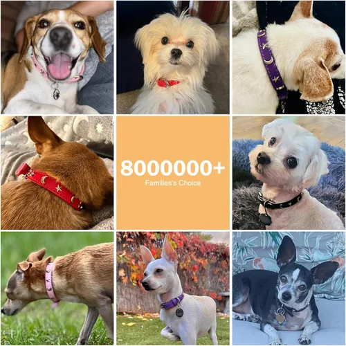 Vista 5 de Collar de cuero para perros pequeños, collar suave y ajustable con remaches de estrella y luna para perros machos y hembras, collares para cachorros