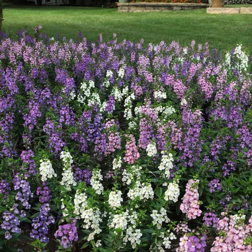 Vista 7 de Outsidepride Serena Mix Angelonia - Semillas de dragón para plantar, 10 semillas de flores perennes, aptas para polinizadores, tolerantes al calor