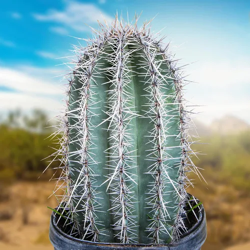 Vista 15 de Cactus Outlet - Curiosity - Plantas de cactus vivas, plantas vivas para uso en interiores y exteriores, cactus vivos, 12 a 18 pulgadas, cactus vivos