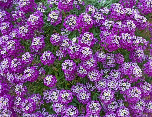 Vista 3 de TKE Farms & Gardens - Semillas de Alyssum para plantar, Alfombra Real, más de 1000 semillas de flores autóctonas sin OMG, perfectas para jardines