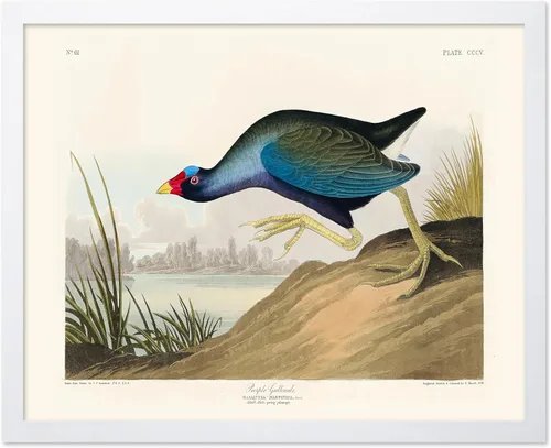 Vista 117 de Poster Master Póster vintage de James Audubon – Impresión retro de amargo americano – Arte de aves de América – Regalo para hombres, mujeres
