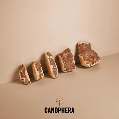 Vista 6 de Canophera Raíz masticable para perros, madera de brezo natural para dientes y encías saludables, tamaño pequeño