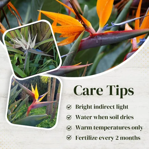Vista 4 de Bird of Paradise Plants Live (paquete de 4), plantas Strelitzia con flores perennes de naranja (2) y blancas (2), plantas de interior/exterior