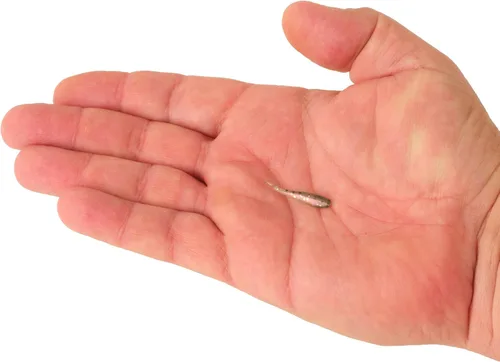 Vista 3 de Berkley PowerBait® Minnow, Smelt, 3 pulgadas (15 piezas)