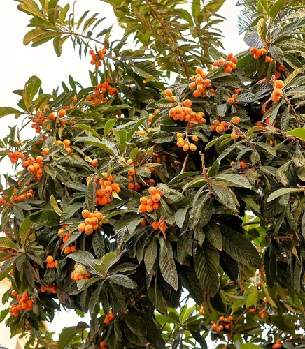 Vista 3 de TomorrowSeeds - Semillas de árbol de níspero - Más de 10 unidades - para plantar Eriobotrya Japonica Pipa china Biwa Bibasse Ciruela Nispero Fruta