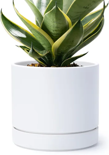 Vista 7 de Phoenix Vine 4 Inch Planter Pot with Drainage Hole & Saucer, Deep Water Catch Tray, Straight Cylindrical Round Pot for Plants, Olive, Pack of 1