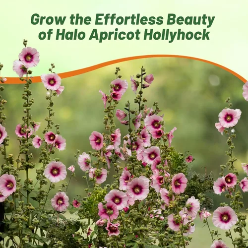 Vista 5 de Outsidepride Halo Hollyhock Seeds – 50 piezas de semillas de flores perennes de albaricoque, tolerantes a la sequía de larga duración con flores