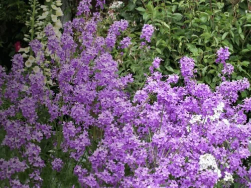 Vista 3 de 500 semillas de flores de color violeta dulce para plantar al aire libre sin OMG