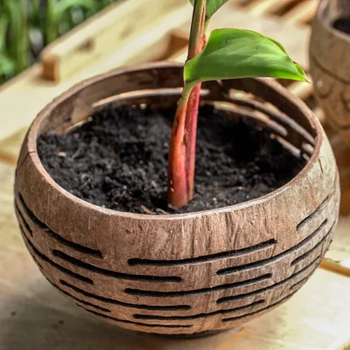 Vista 3 de Rainforest Bowls Horizons - Maceta de coco con orificio de drenaje, perfecta para suculentas, flores, plantas pequeñas, jardines interiores