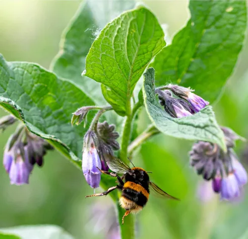 Vista 6 de True Comfrey 50 Semillas (Symphytum officinale) Sin OGM, Herencia