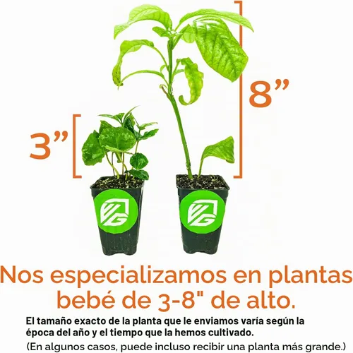 Vista 5 de Alachua Muscadine Grape Vine (paquete de 1) Planta viva por Wellspring