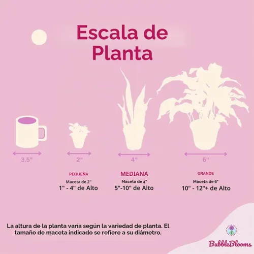 Vista 7 de BubbleBlooms Surtido de Alocasia rara, juego de 4 unidades, 2 pulgadas, Jewel, Jacklyn, Cuprea Pixie Plantas