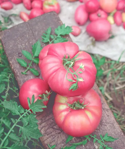 Vista 3 de Semillas de tomate rosa Bogema para plantar aproximadamente 30 semillas para plantar sin OMG