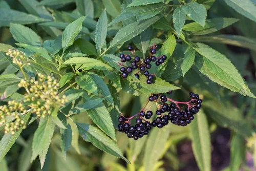 Vista 2 de 4 esquejes frescos de saúco con rodamientos negros para cultivar – Cultiva 4 plantas de árbol de saúco – Valoradas por su fruta saludable