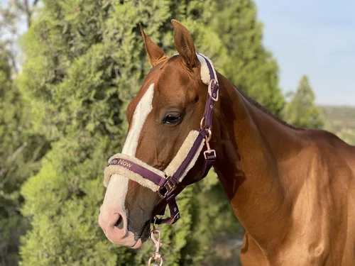 Vista 4 de Ride Now Glossy Buckle Headcollar Horse Halter with Detachable Faux Fur Band