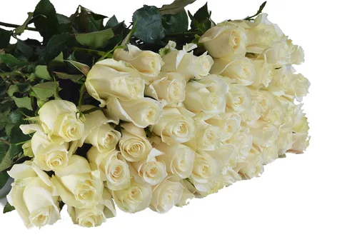 Vista 3 de Blooms2Door - 100 Rosas Blancas (Tallo Largo - 19.7 in) - Al Por Mayor - Flores Frescas para Cumpleaños, San Valentín y Día de la Madre
